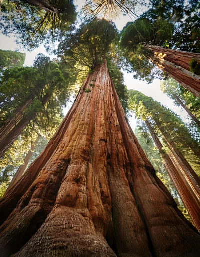 Low Angle View Of Giant Sequoia Trees