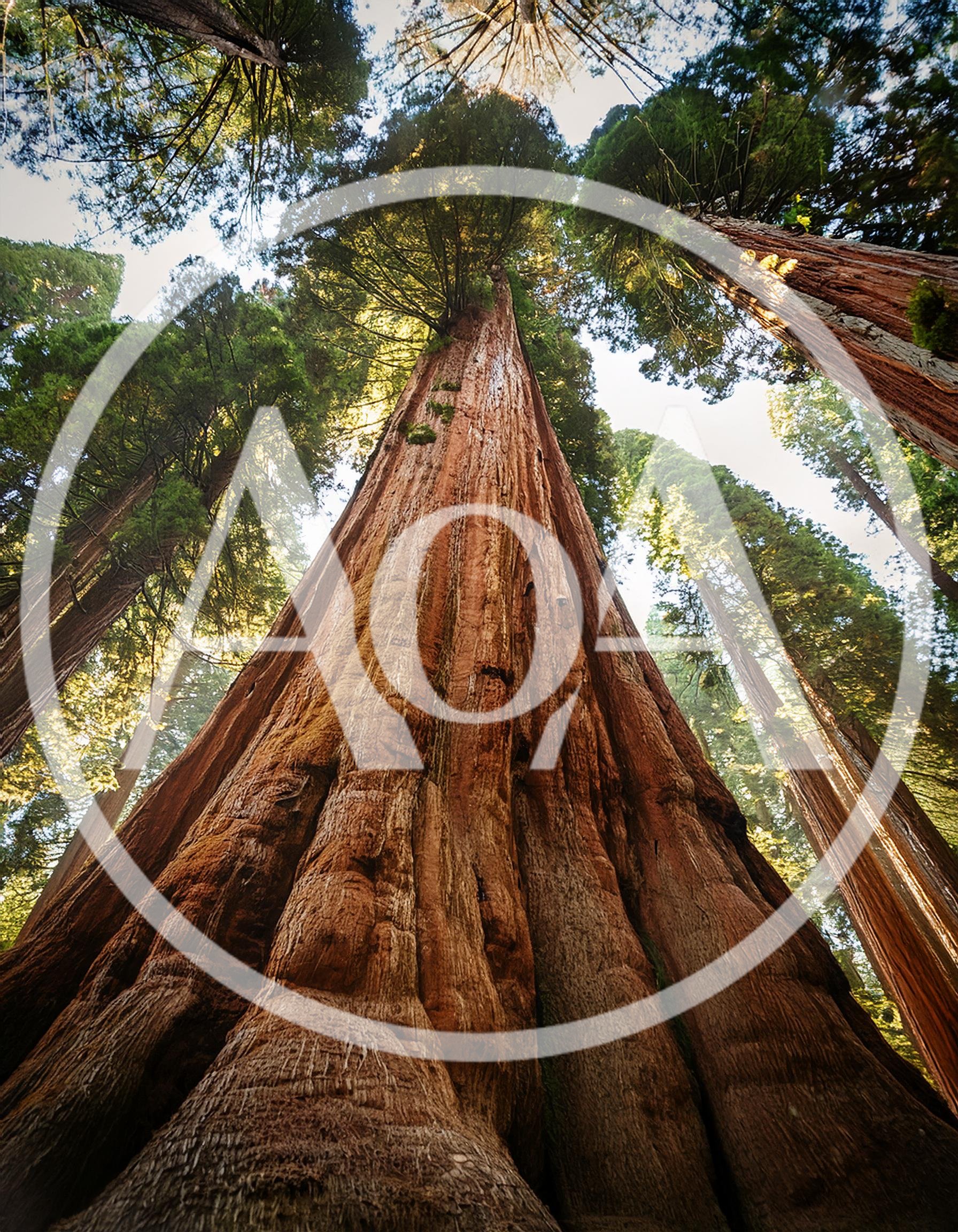 Low Angle View Of Giant Sequoia Trees