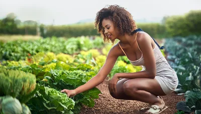 Young Woman Examining Fresh Lettuce In A Vegetable Garden