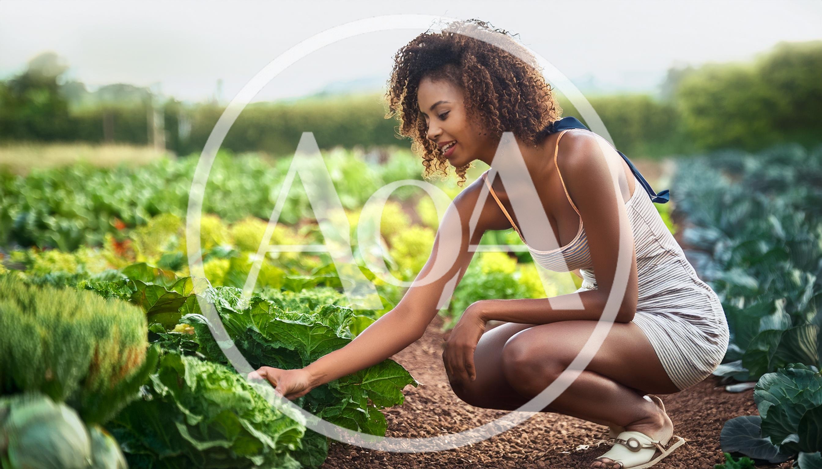 Young Woman Examining Fresh Lettuce In A Vegetable Garden