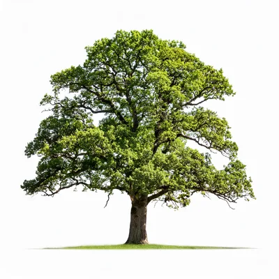 Large Mature Oak Tree Isolated On White Background