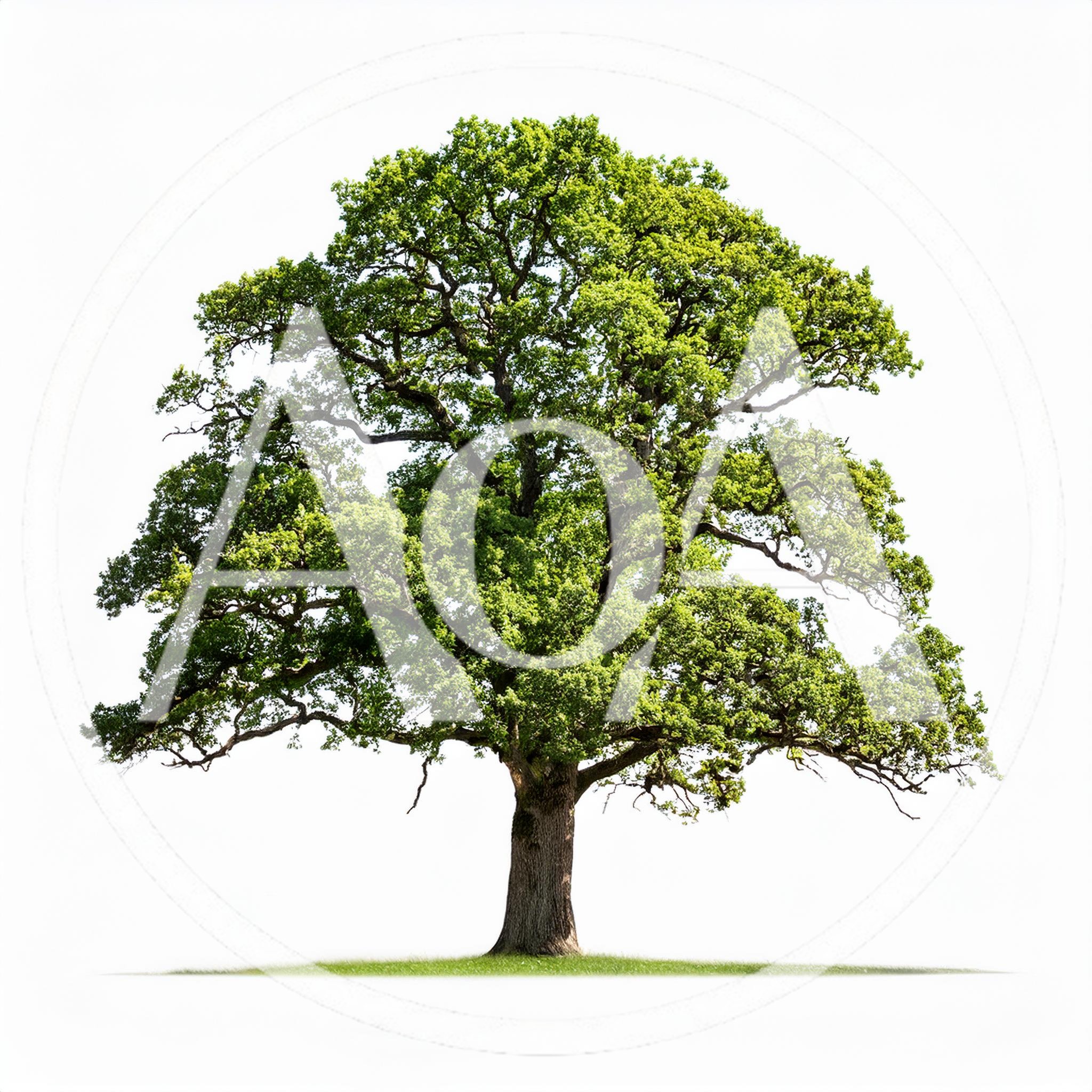 Large Mature Oak Tree Isolated On White Background