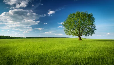 Solitary Deciduous Tree In A Vast Green Meadow