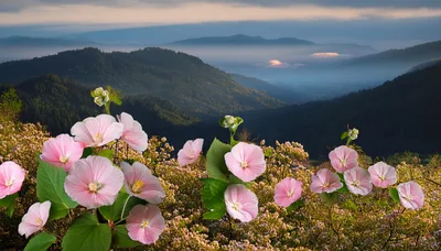 Pink Mallow Flowers Overlooking Misty Mountain Valley