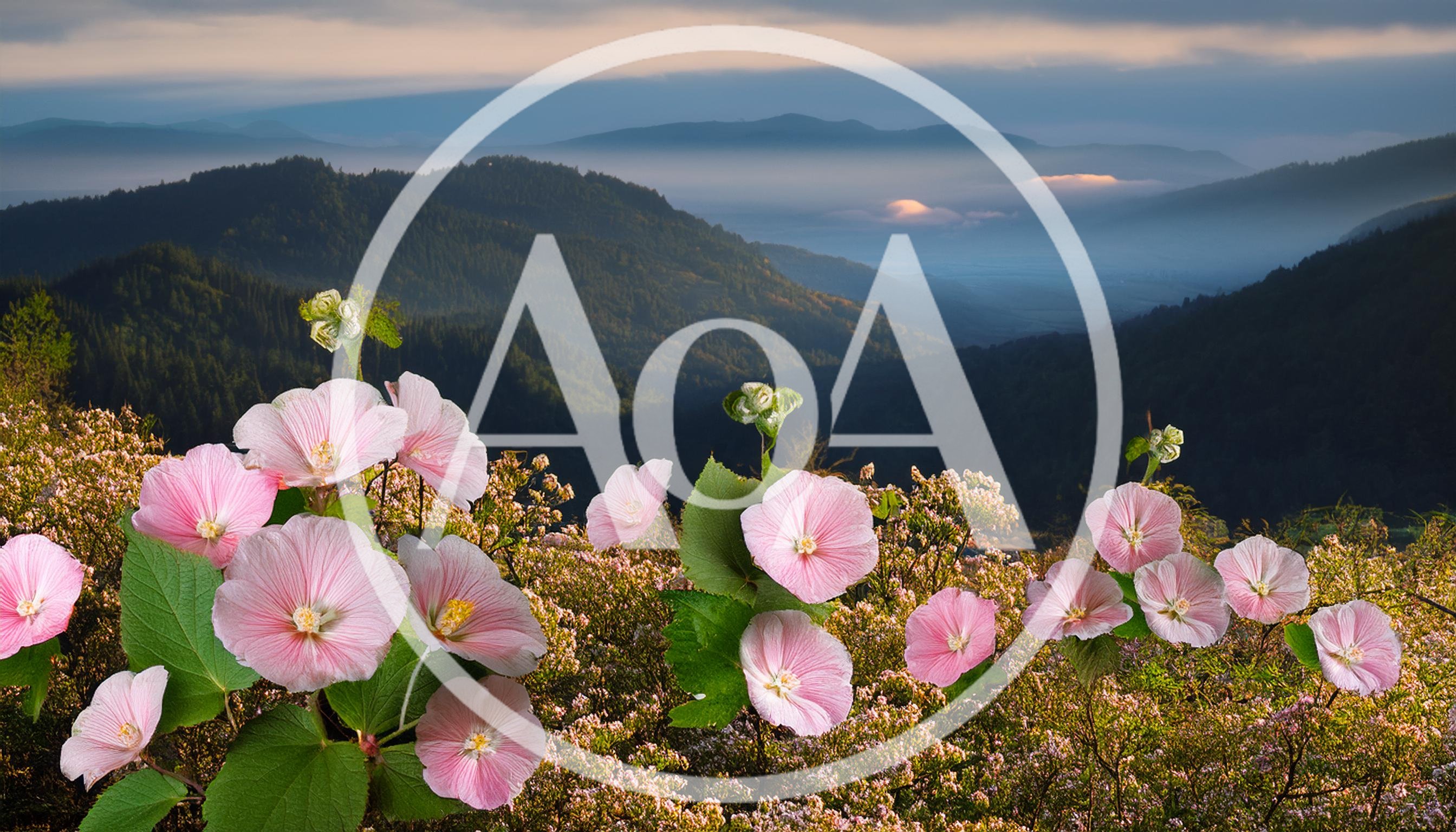 Pink Mallow Flowers Overlooking Misty Mountain Valley
