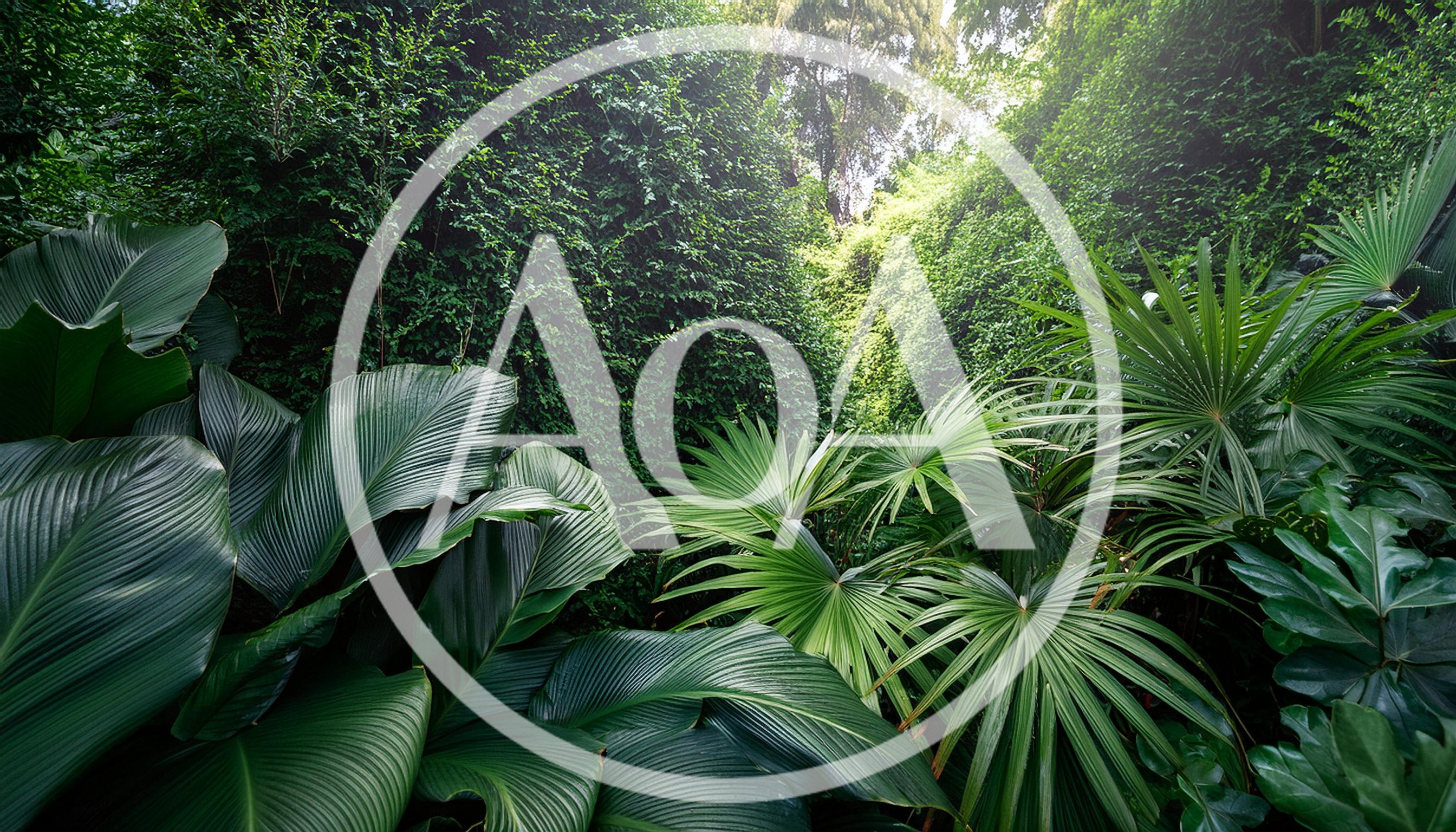Lush Tropical Rainforest Foliage With Large Green Leaves
