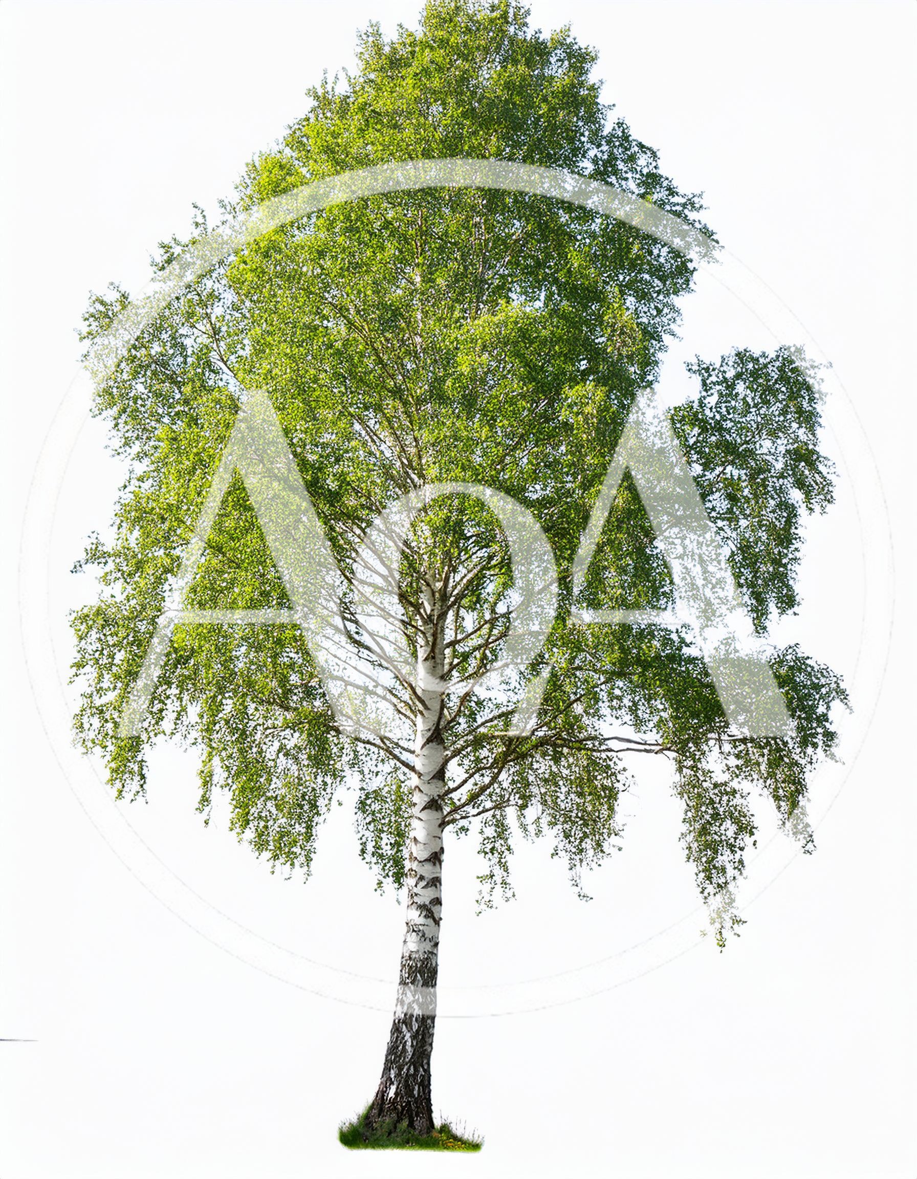 Single Mature Silver Birch Tree Isolated On White