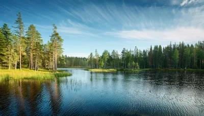 Serene Forest Lake With Pine Trees And Blue Sky