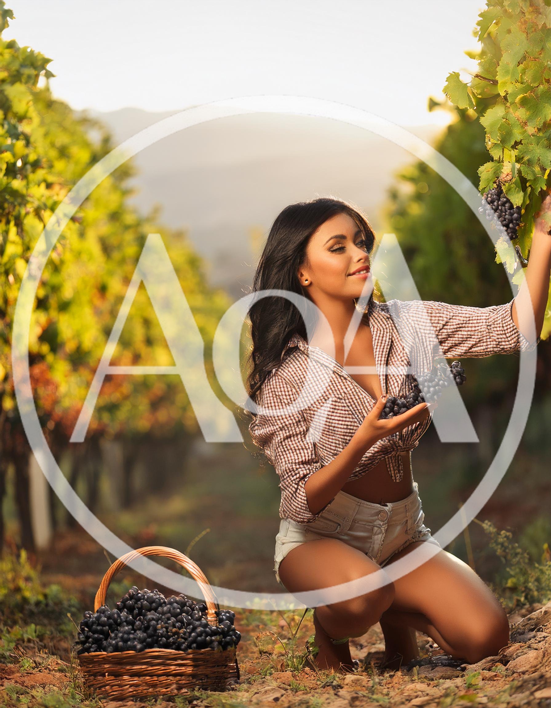 Young Woman Harvesting Grapes in a Sunny Vineyard