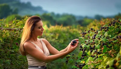Woman Picking Fresh Blackberries In A Sunny Field