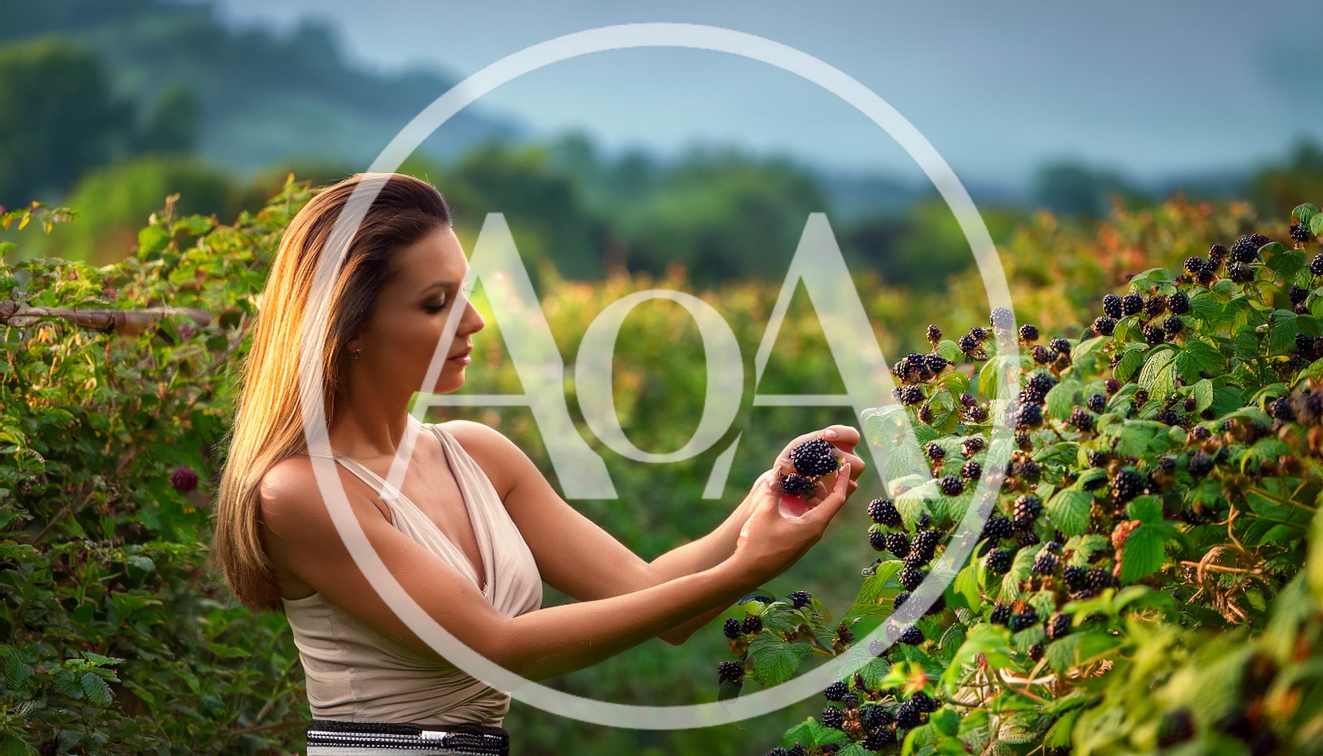 Woman Picking Fresh Blackberries In A Sunny Field