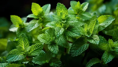 Fresh Green Mint Leaves Growing In A Garden