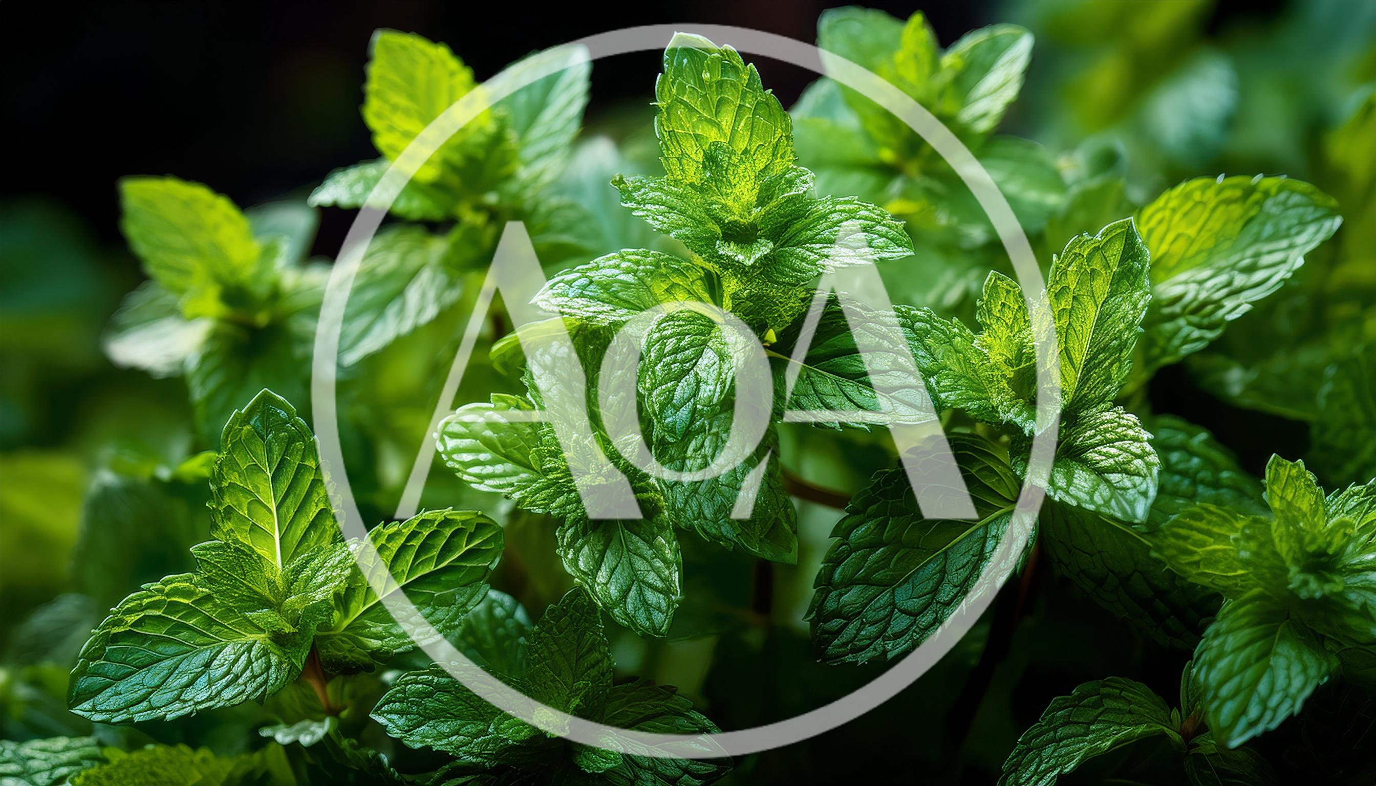 Fresh Green Mint Leaves Growing In A Garden