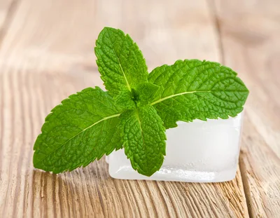 Fresh Mint Leaves Resting On A Single Ice Cube