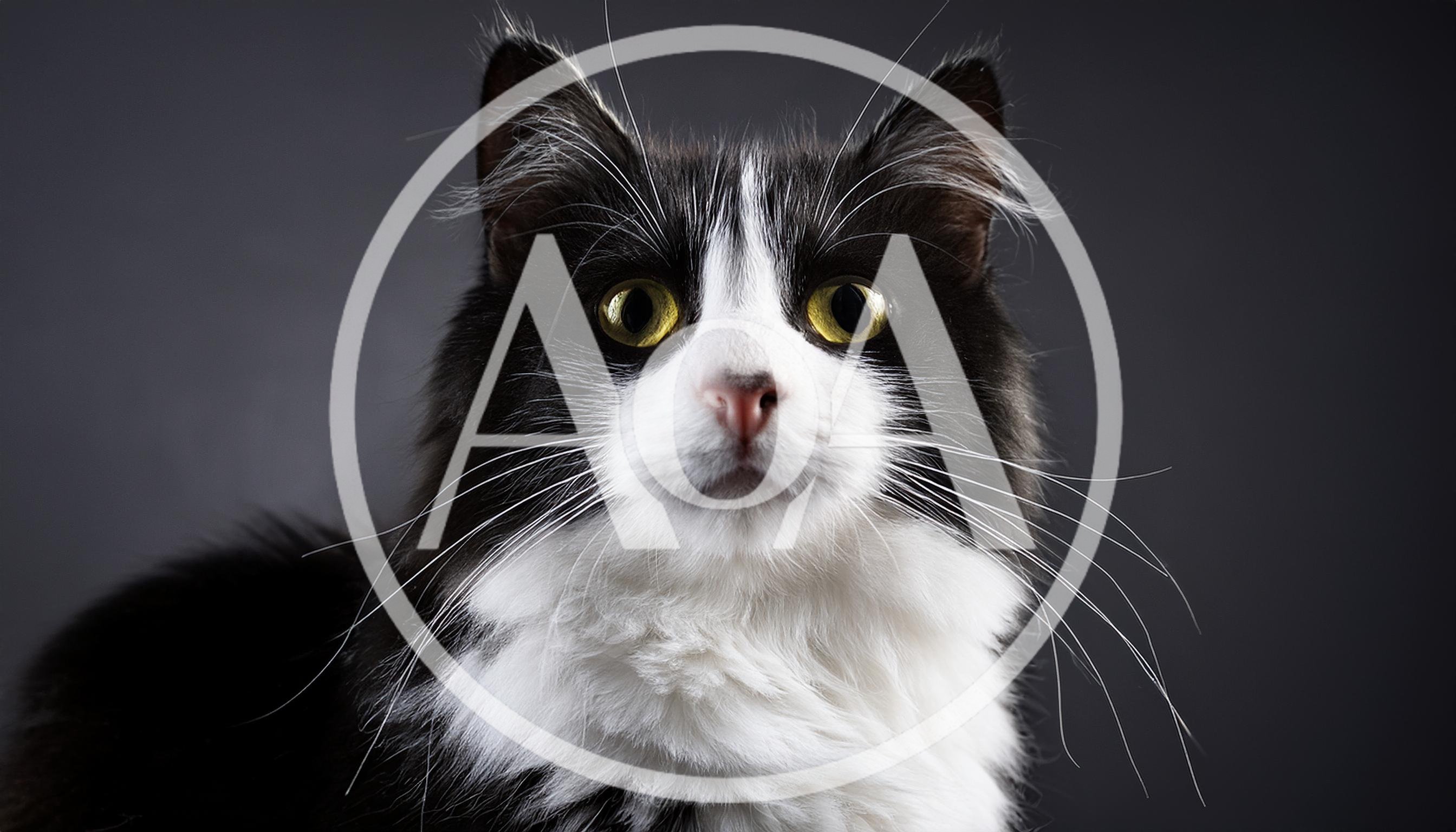 Portrait Of A Black And White Tuxedo Cat