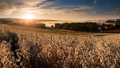 Mature Sesame Crop Field At Sunrise