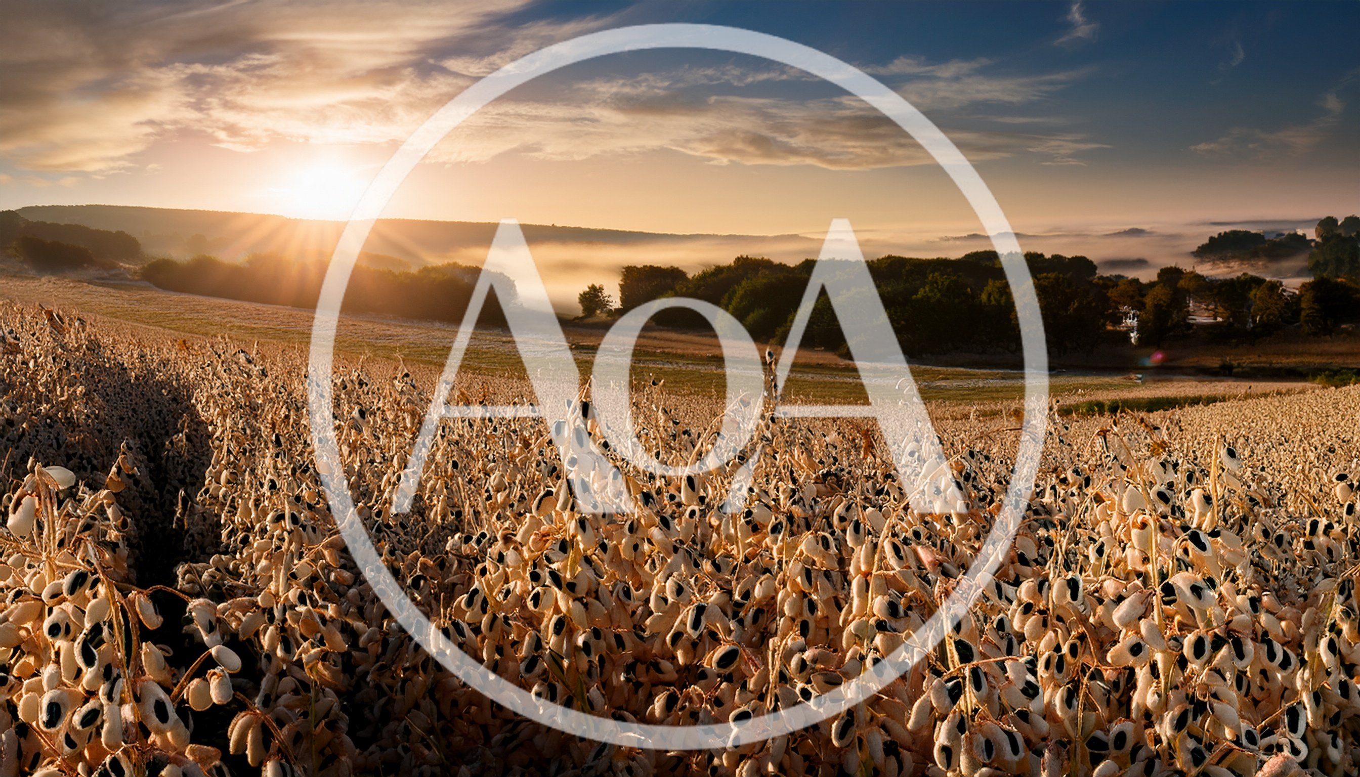 Mature Sesame Crop Field At Sunrise