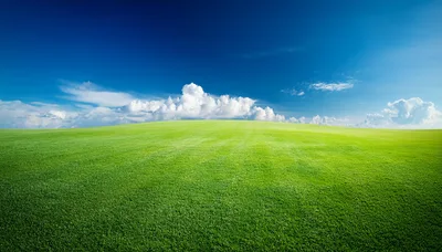 Vast Green Grass Field Under Blue Sky