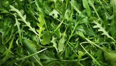 Fresh Green Arugula Leaves Background