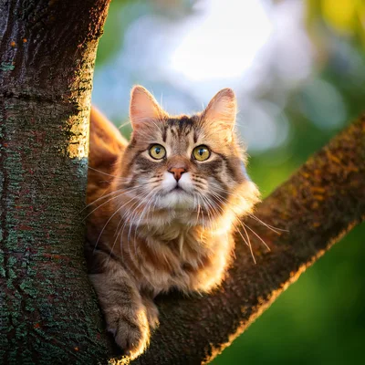 Fluffy Maine Coon Cat Perched In A Tree
