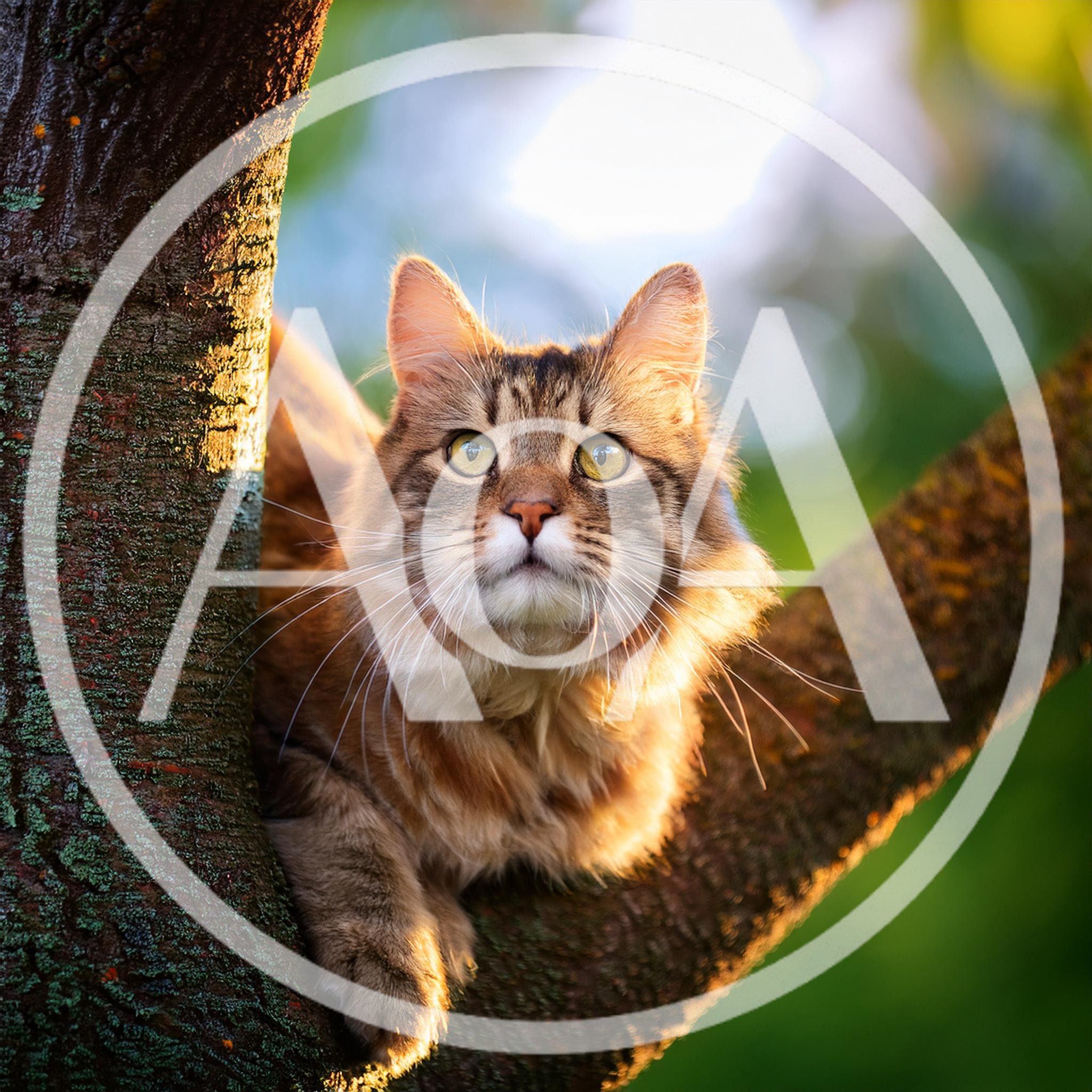 Fluffy Maine Coon Cat Perched In A Tree