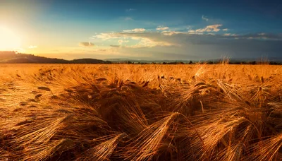 Golden Wheat Field Under A Dramatic Sunset Sky