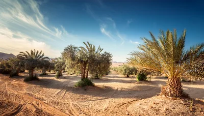 Date Palm Trees In A Desert Oasis Plantation