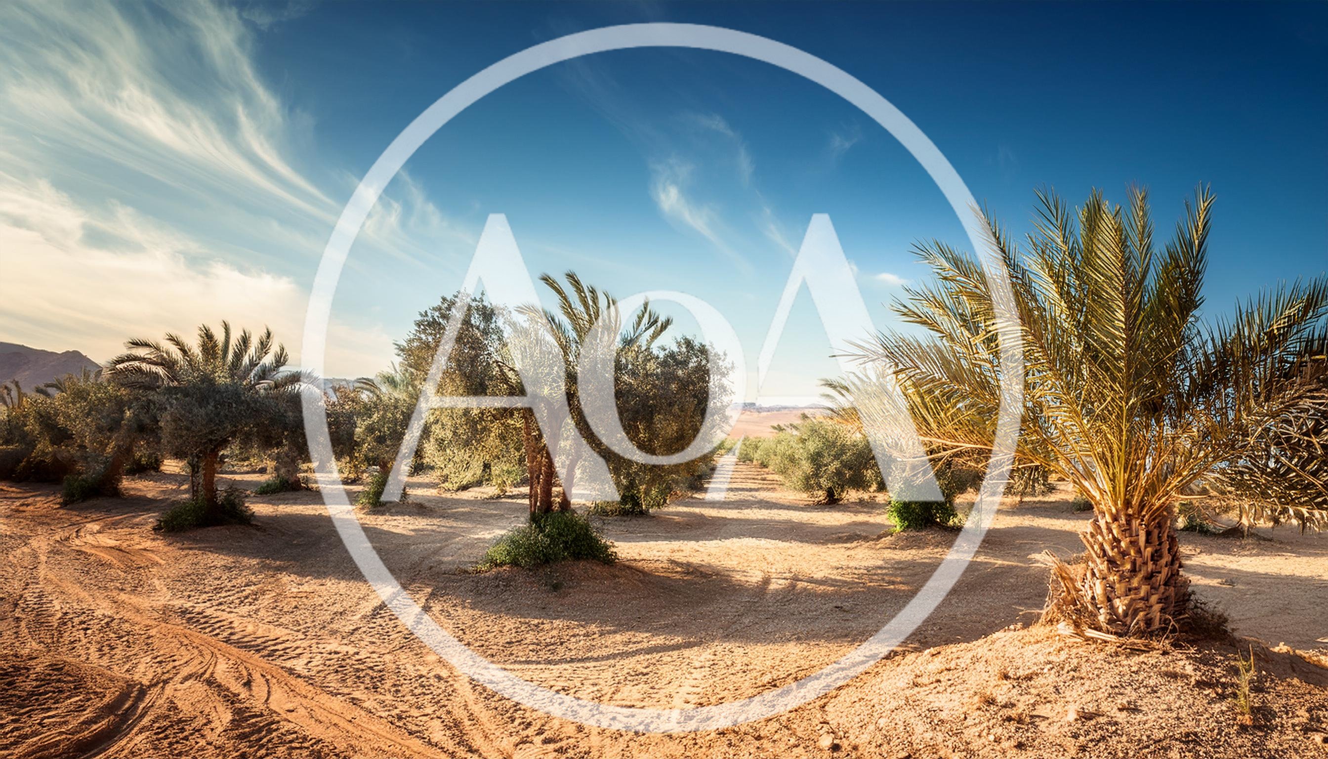 Date Palm Trees In A Desert Oasis Plantation