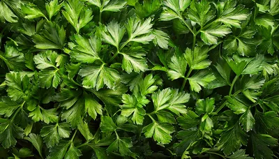 Fresh Green Flat Leaf Parsley Leaves Background