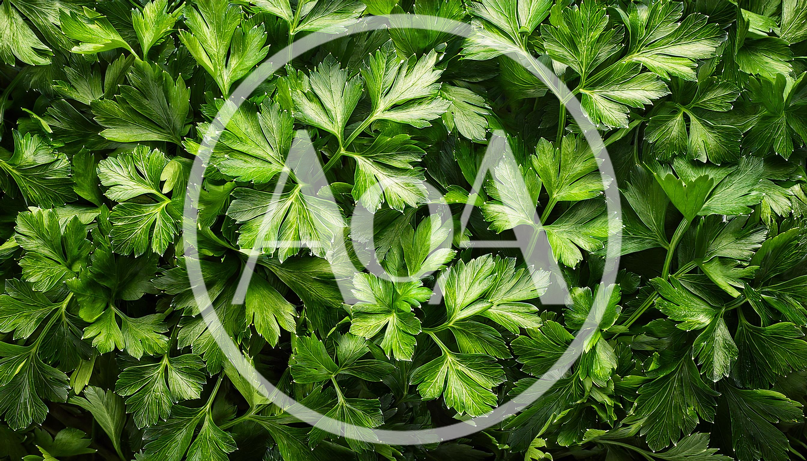 Fresh Green Flat Leaf Parsley Leaves Background