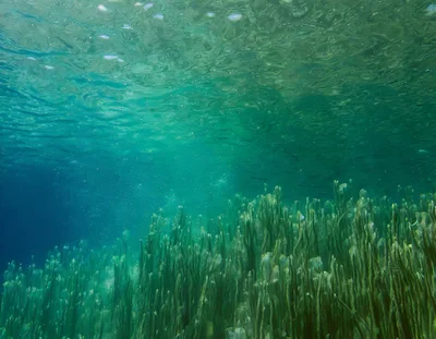 Underwater View Of Aquatic Plants In Clear Water