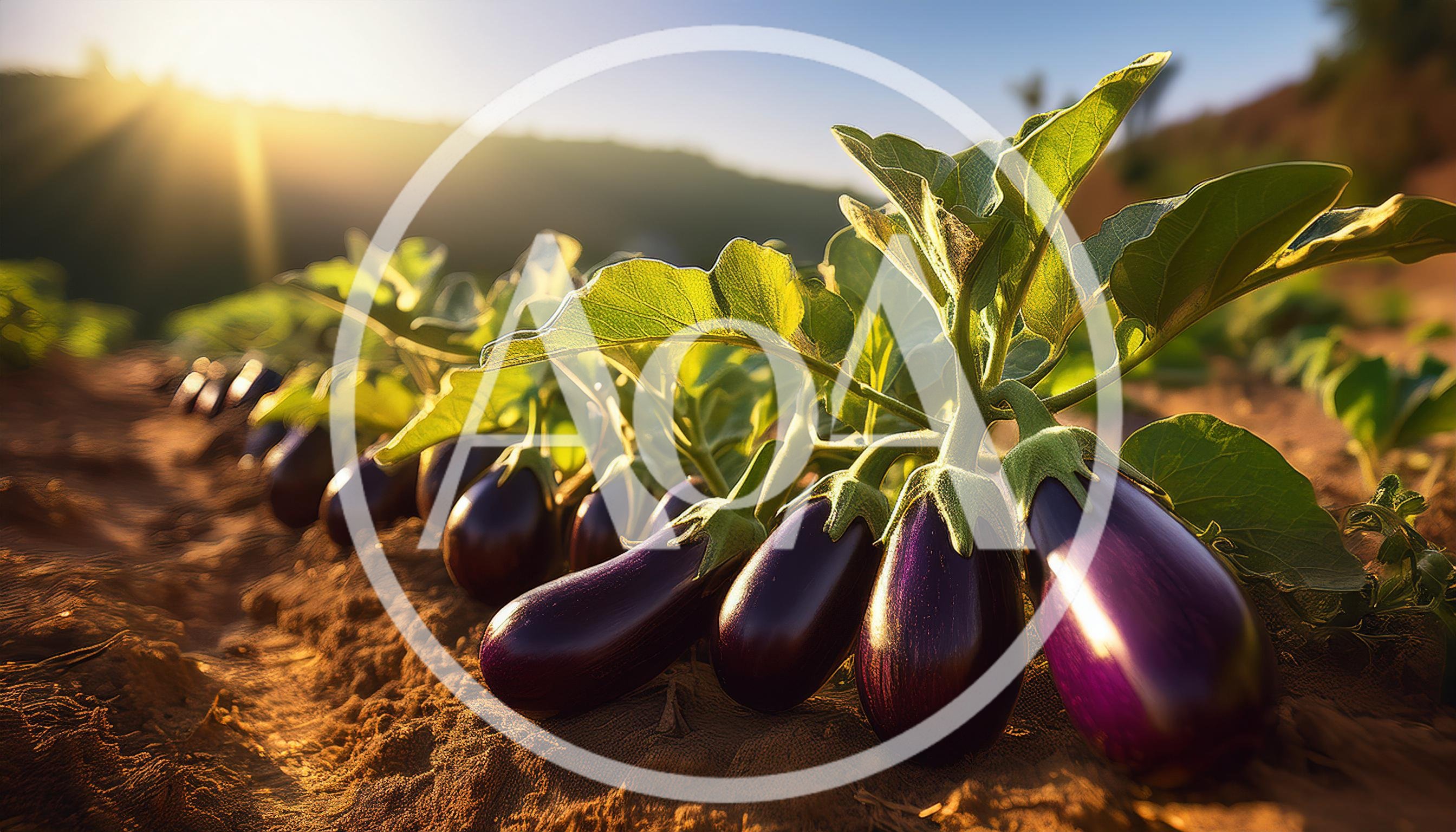 Fresh Eggplants Growing In A Sunny Field