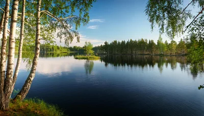 Serene Finnish Lake Landscape With Birch Trees