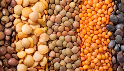 Assorted Varieties Of Dried Lentils In Vertical Rows