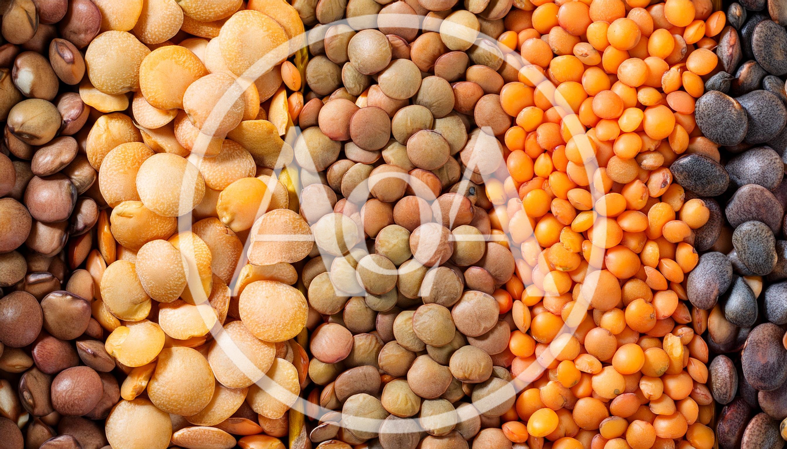 Assorted Varieties Of Dried Lentils In Vertical Rows