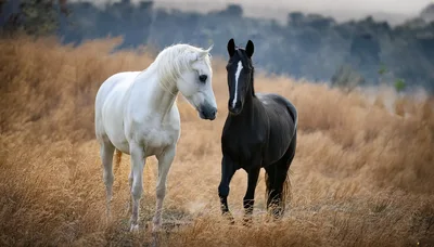 White and Black Horses Standing in Dry Grass