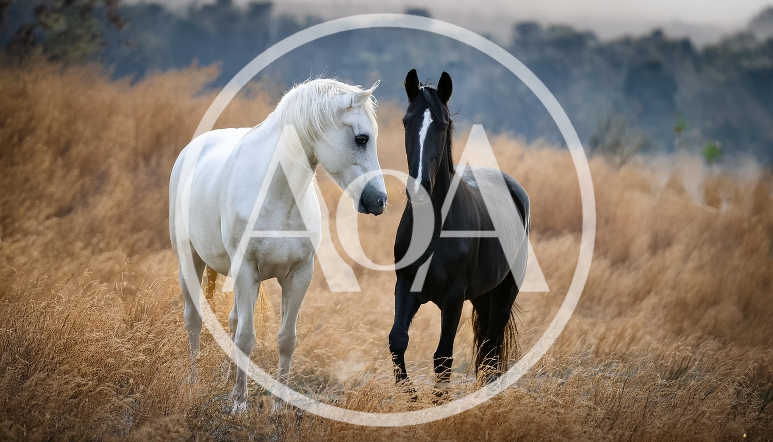 White and Black Horses Standing in Dry Grass