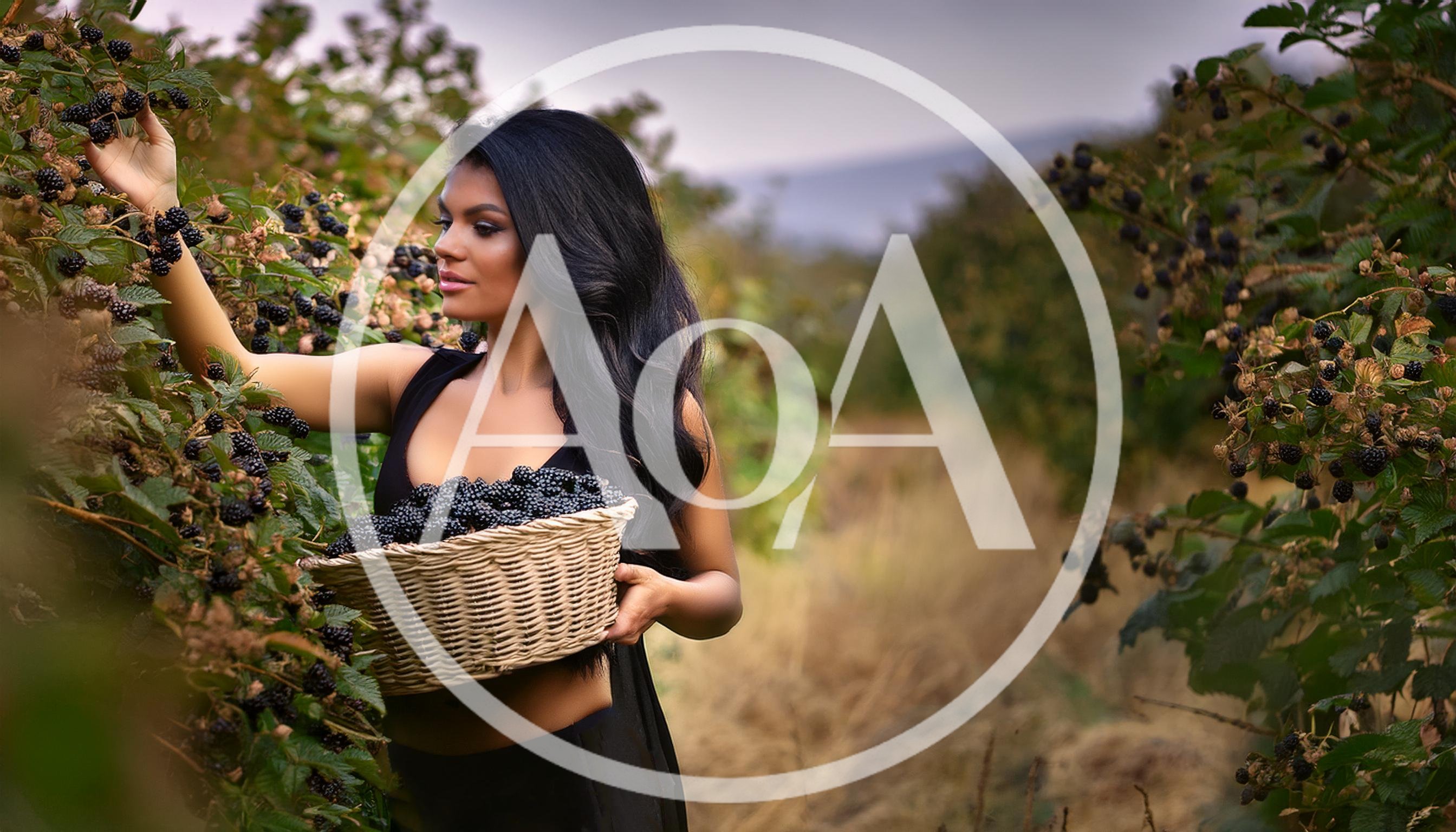 Beautiful Woman Harvesting Fresh Blackberries In A Sunny Field