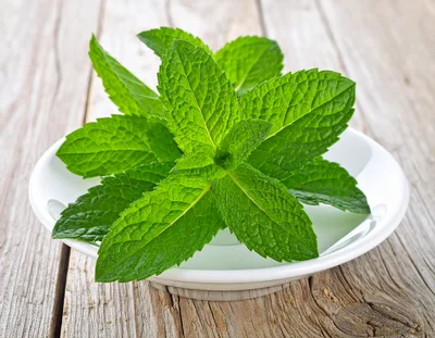Fresh Green Mint Leaves In A White Bowl