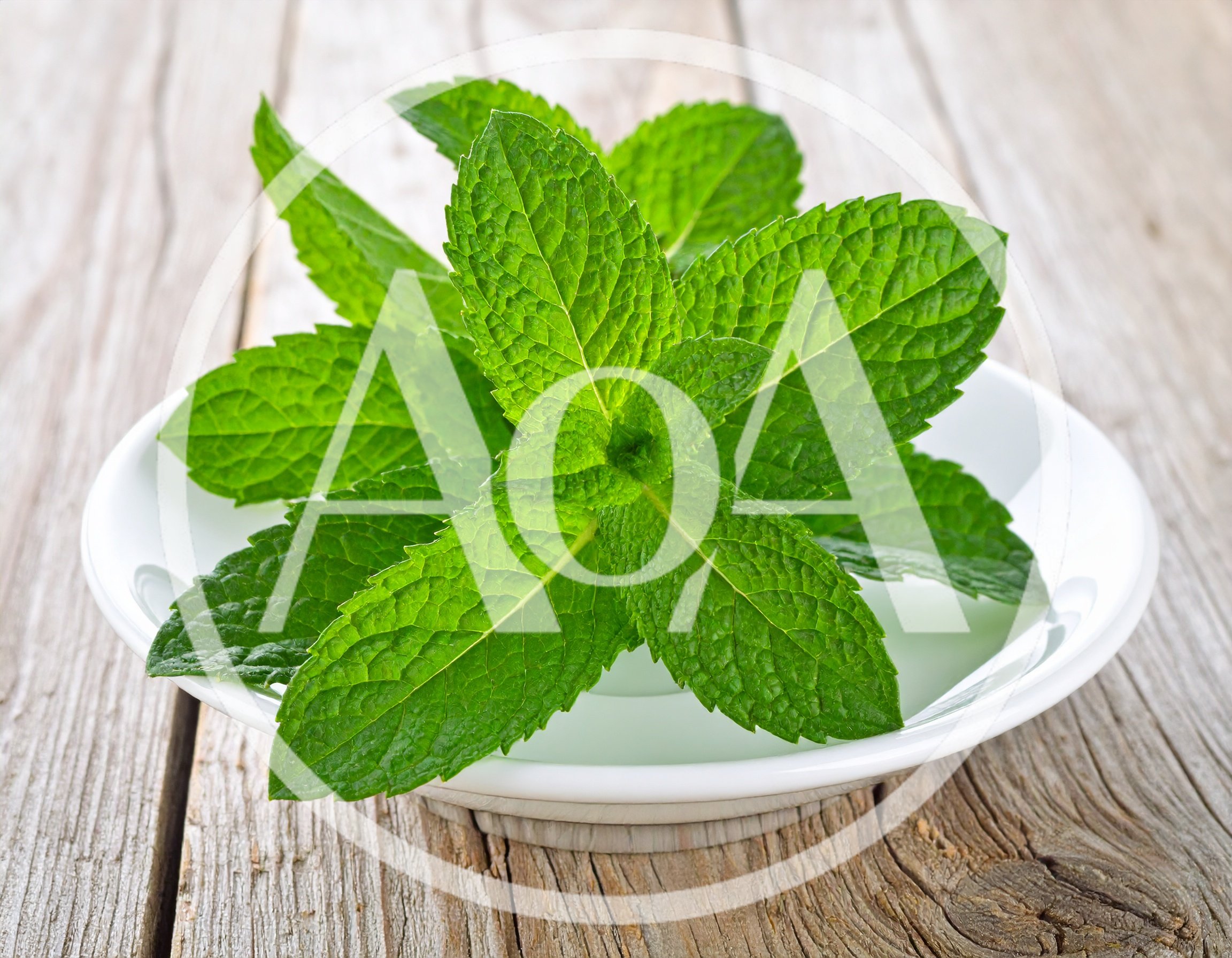 Fresh Green Mint Leaves In A White Bowl