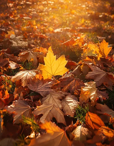 Golden Maple Leaf Resting On Autumn Ground