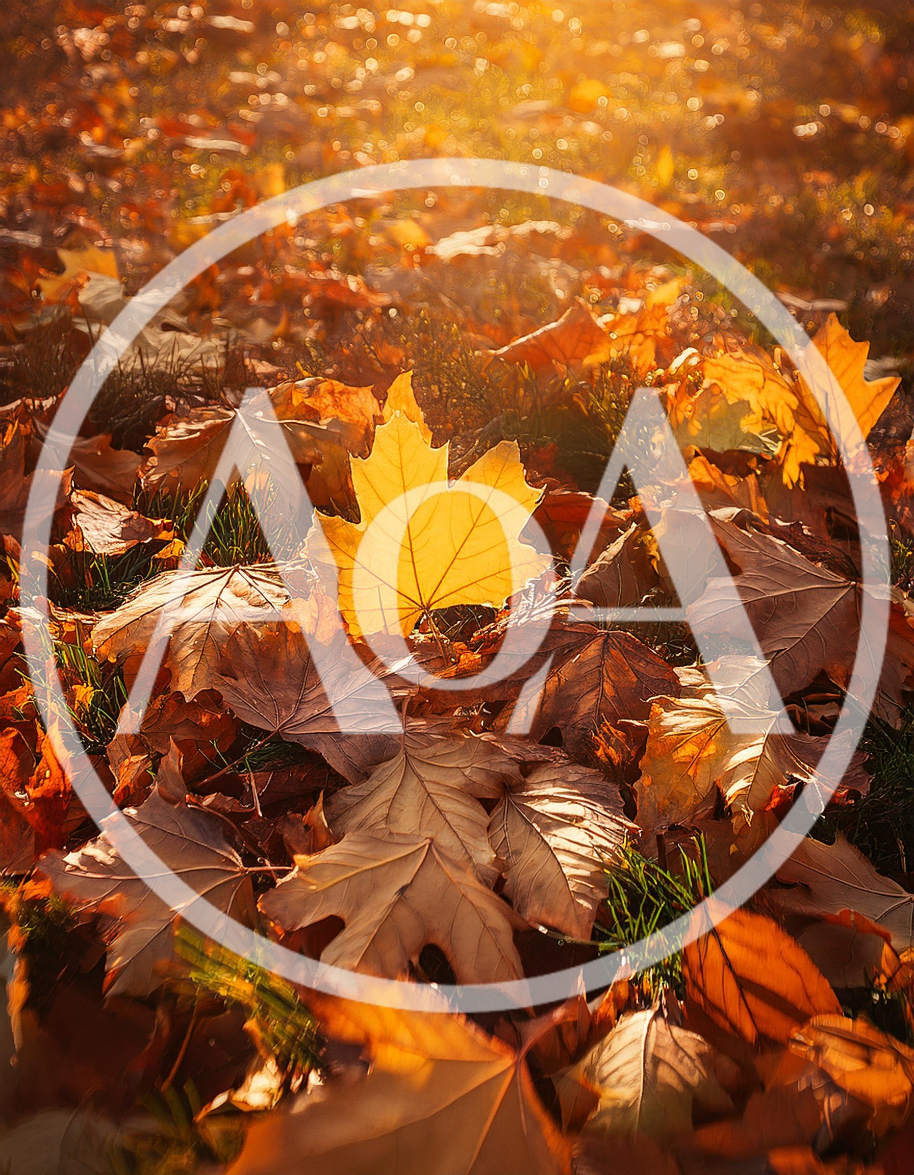 Golden Maple Leaf Resting On Autumn Ground