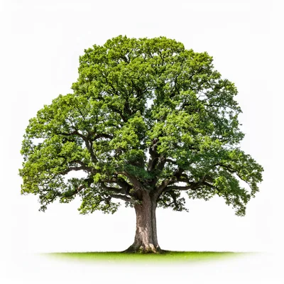 Majestic Mature Oak Tree Isolated On White Background