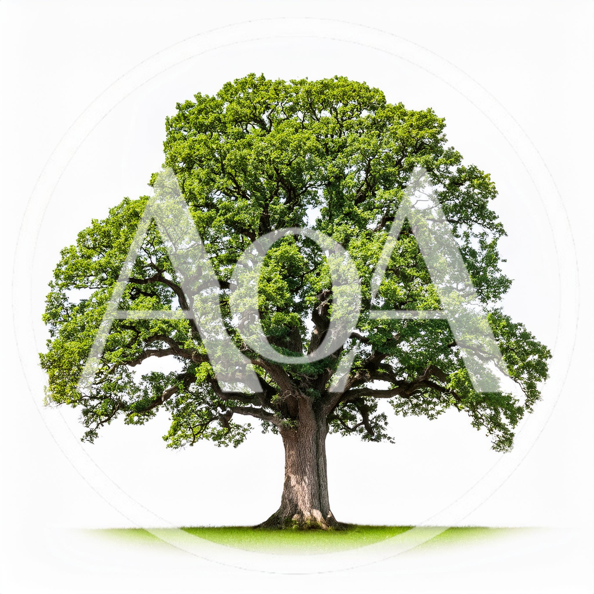 Majestic Mature Oak Tree Isolated On White Background