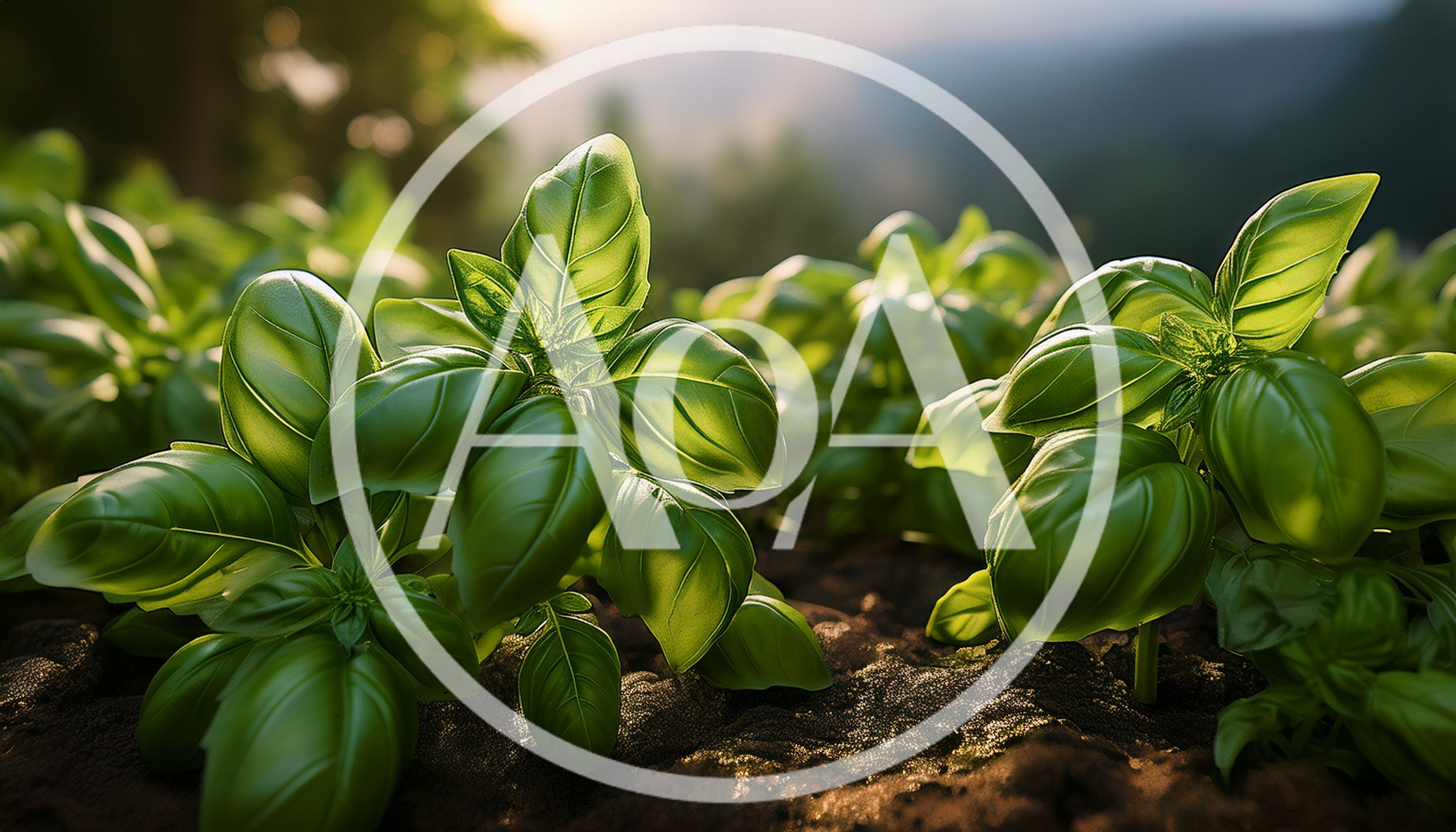 Fresh Green Basil Plants Growing In Garden Soil