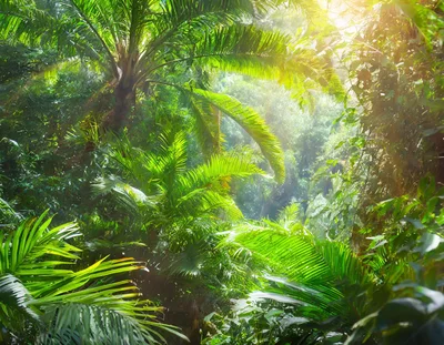 Lush Tropical Rainforest Canopy With Sunbeams