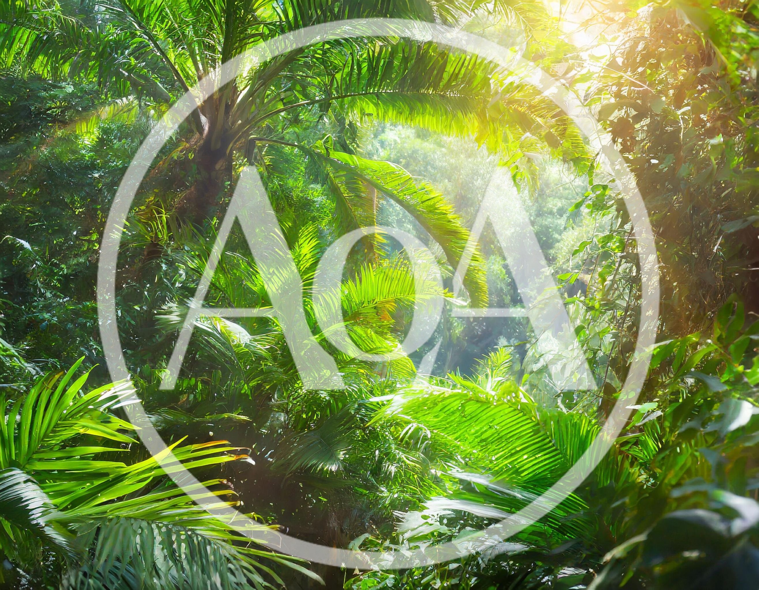 Lush Tropical Rainforest Canopy With Sunbeams