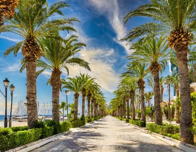 Palm Tree Lined Promenade Along A Mediterranean Marina