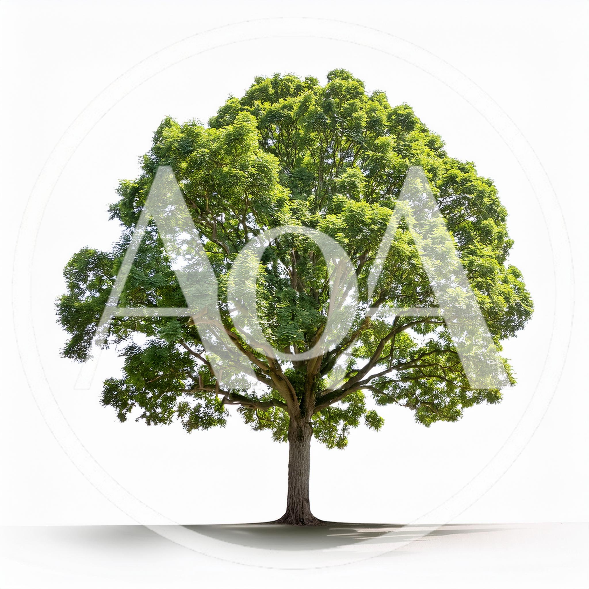 Large Deciduous Tree Isolated On White Background