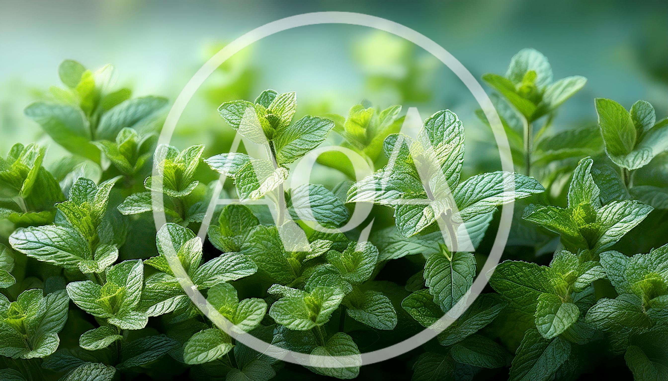 Fresh Green Mint Leaves Growing In A Garden
